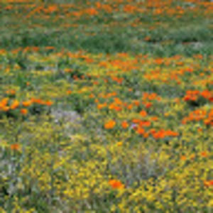 Meet your Posher, Abbie